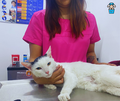 La Importancia de las Visitas Regulares al Veterinario