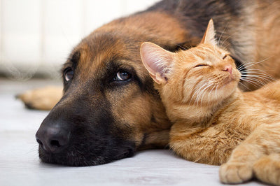 desparasitantes para perros