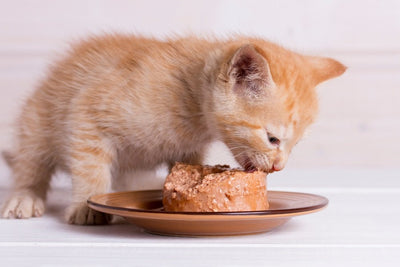 Alimento para gatos húmedo