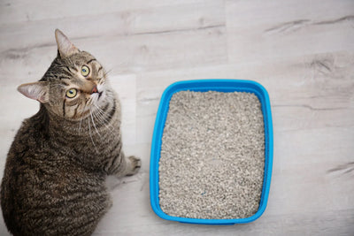 Arena, Clave para la Salud e Higiene de tu Felino