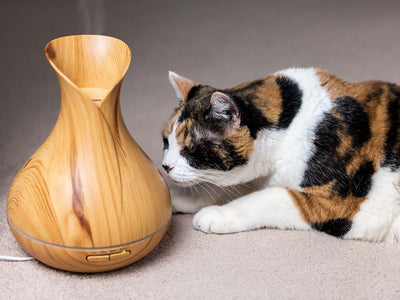 Beneficios de la Aromaterapia en Perros y Gatos y Cómo Utilizarla de Forma Segura