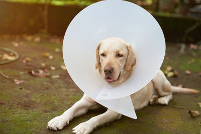 que es un collar isabelino