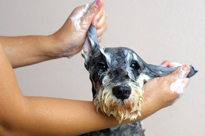 Shampoos para Perros: Cuida la Piel y el Pelaje de tu Mascota