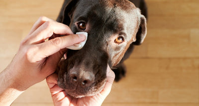 Cuida la Salud Ocular de tu Mascota