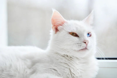 gatos