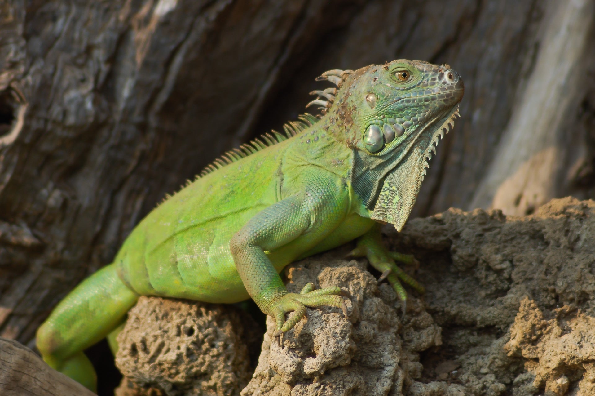 iguana como mascota