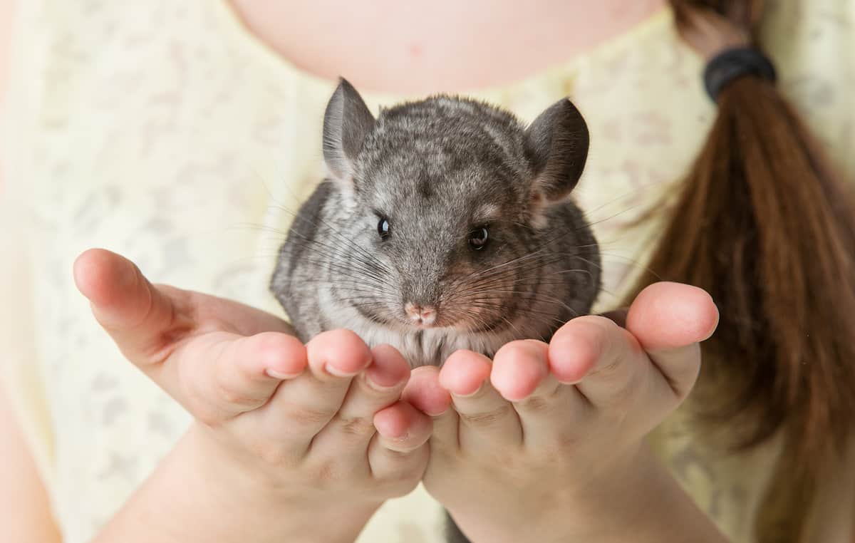 La Chinchilla como Mascota
