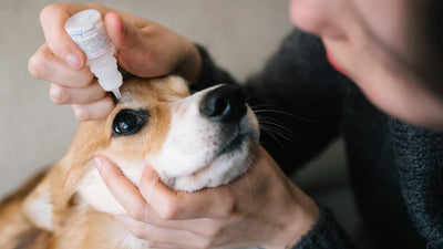 Cuida la Salud Ocular de tu Mascota