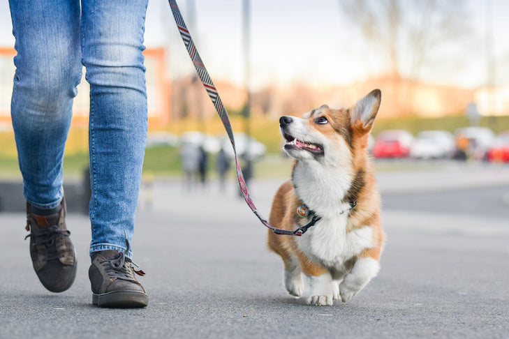 ¿Cuántas veces debo pasear a mi perro?