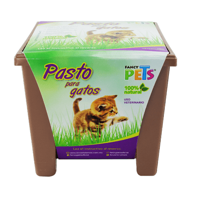 Pasto para Gatos: El Secreto Natural para un Gato Feliz y Saludable