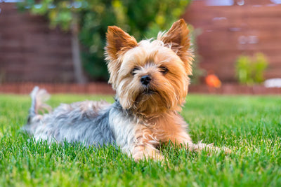 Mejor alimento para perros raza pequeña