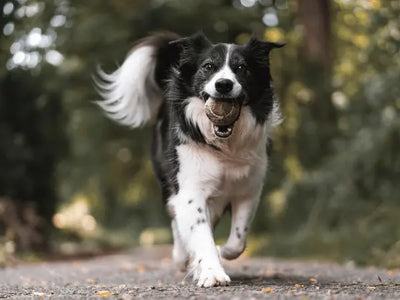Suplemento Articular para Perros y Gatos