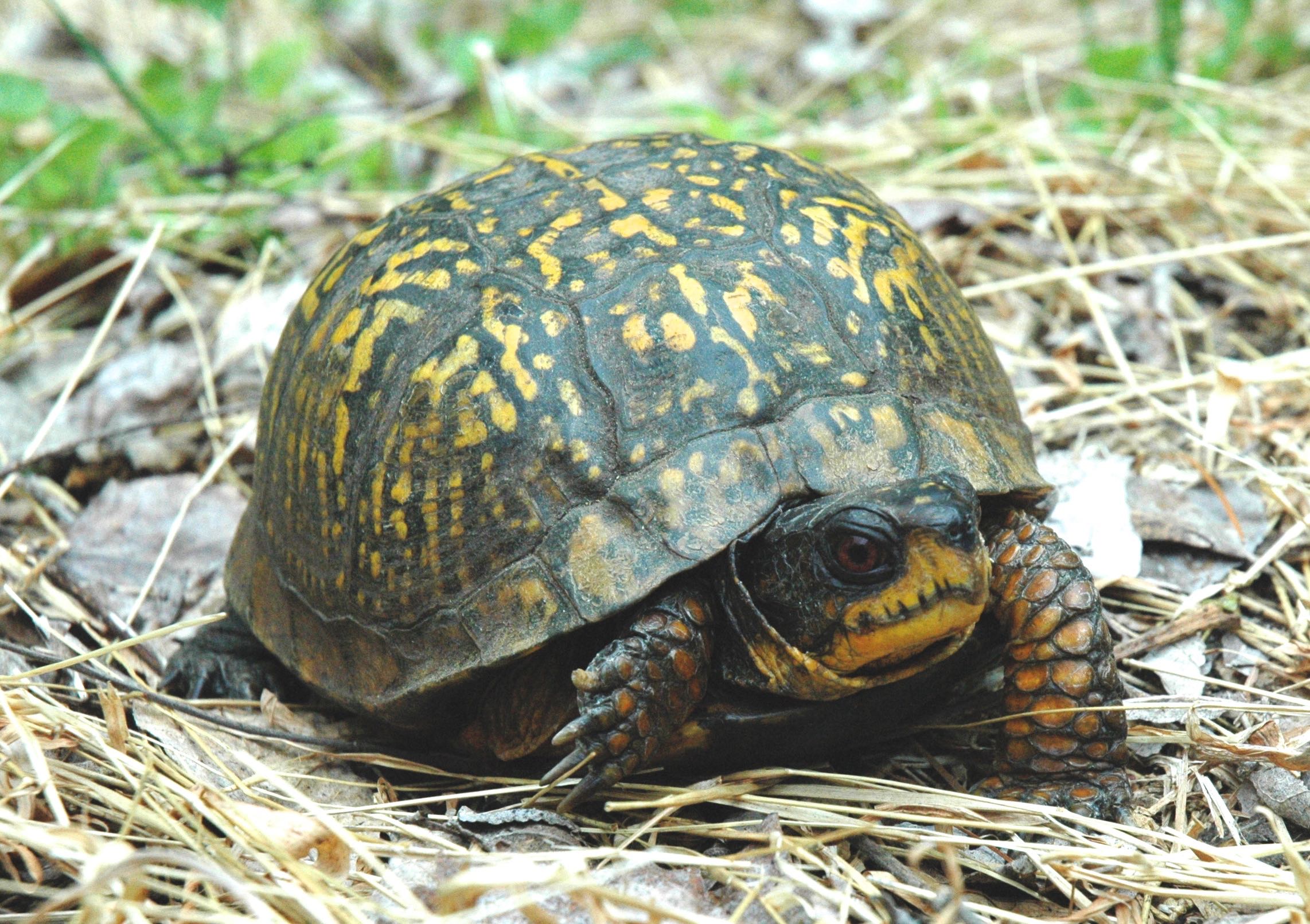 tortugas de tierra