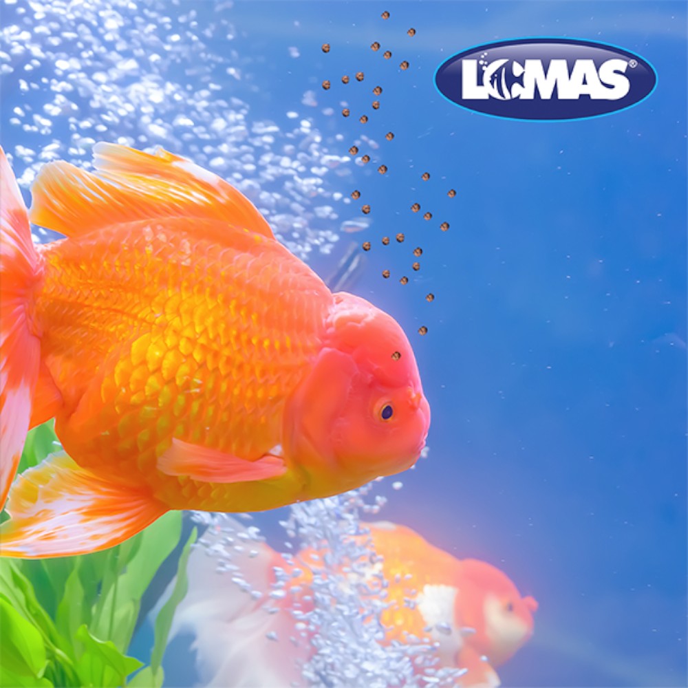 Lomas Alimento Premium para Pez Betta Frasco 8g