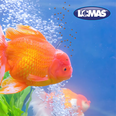 Lomas Alimento Premium para Pez Betta Frasco 8g