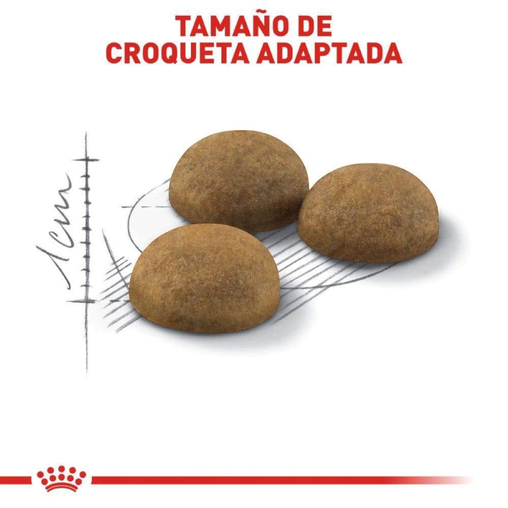 Royal Canin Alimento para Gato Adulto Indoor 3.1 kg - AniMALL