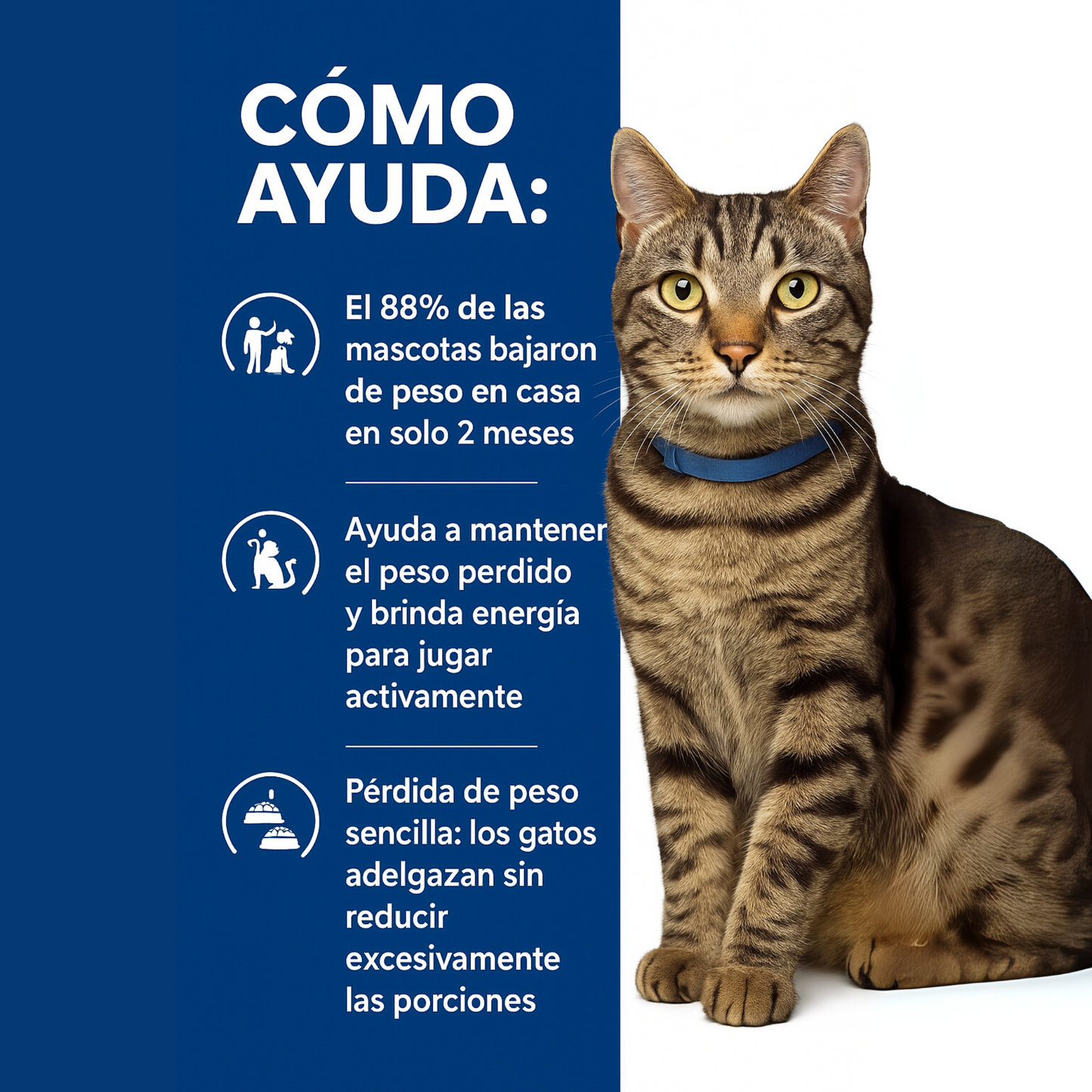 Hills gato metabolic