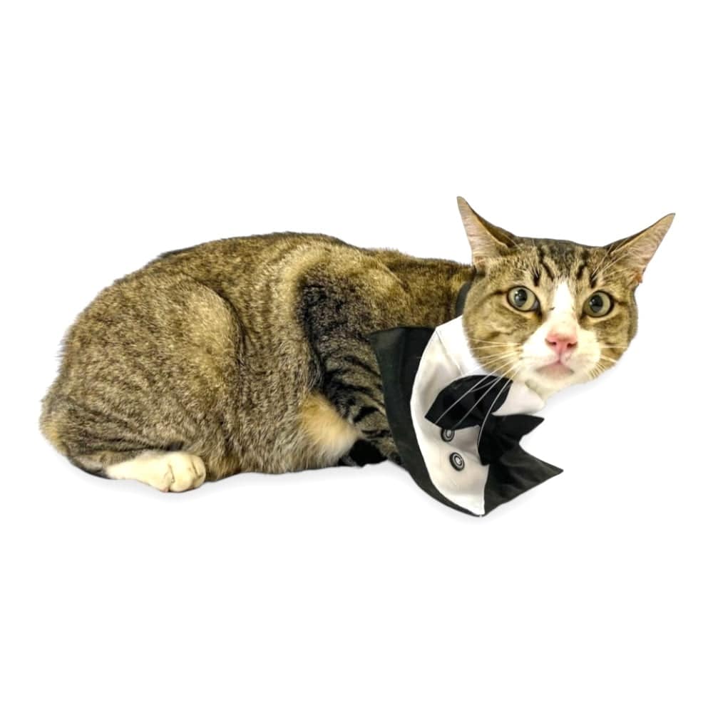 Bandana Smoking Talla S - AniMALL