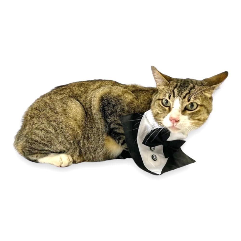 Bandana Smoking Talla L - AniMALL