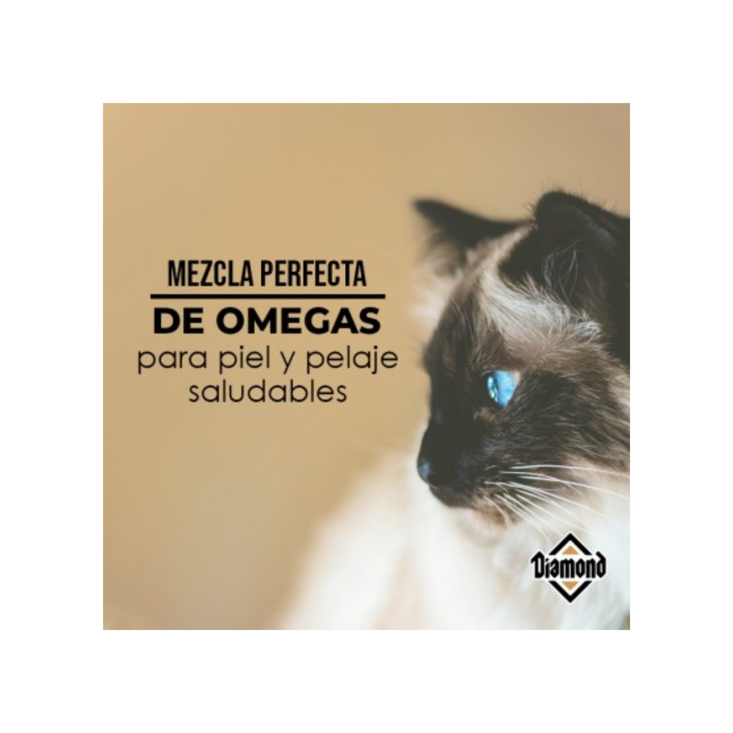 croquetas diamond gato