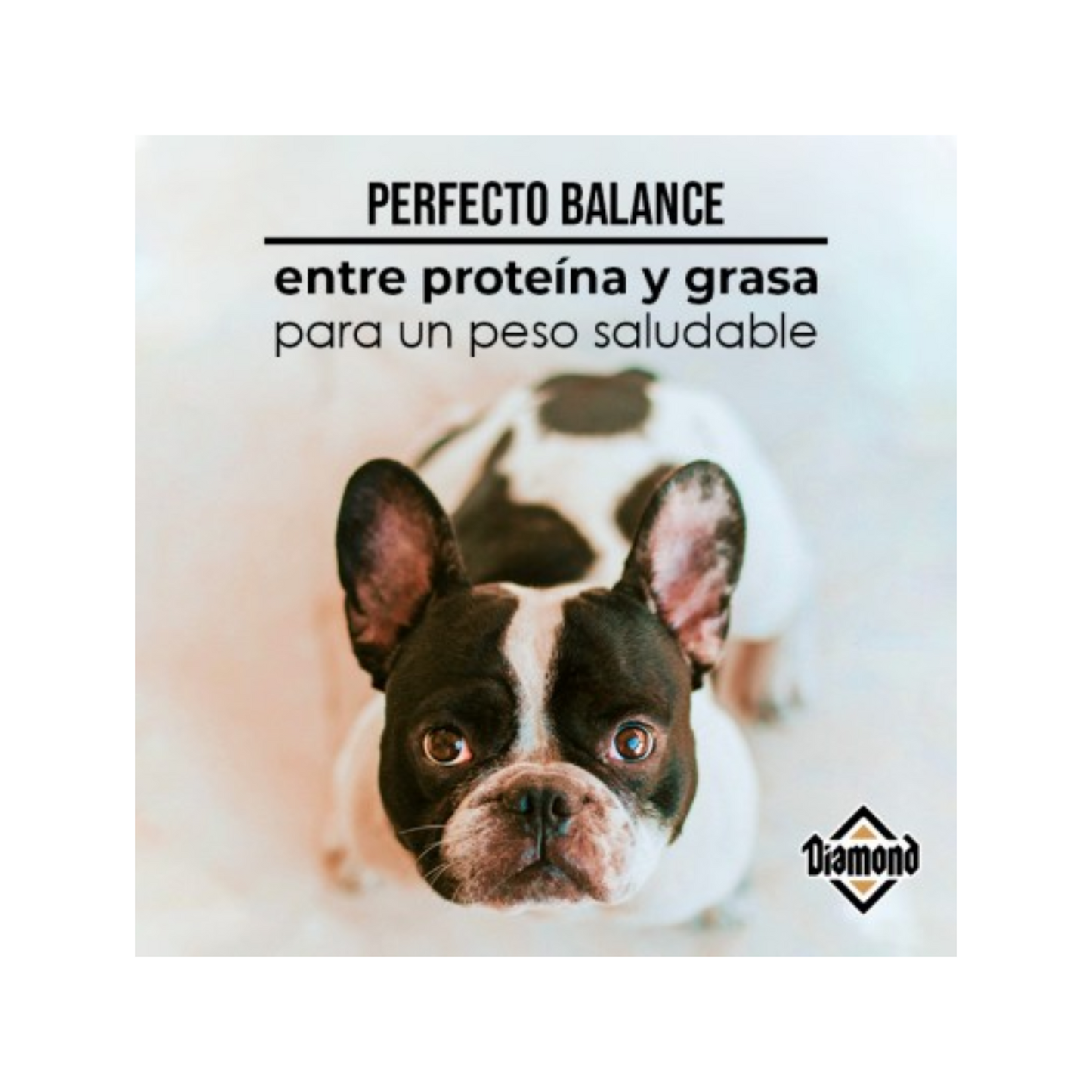 Tabla nutricional Diamond Premium Maintenance perro adulto