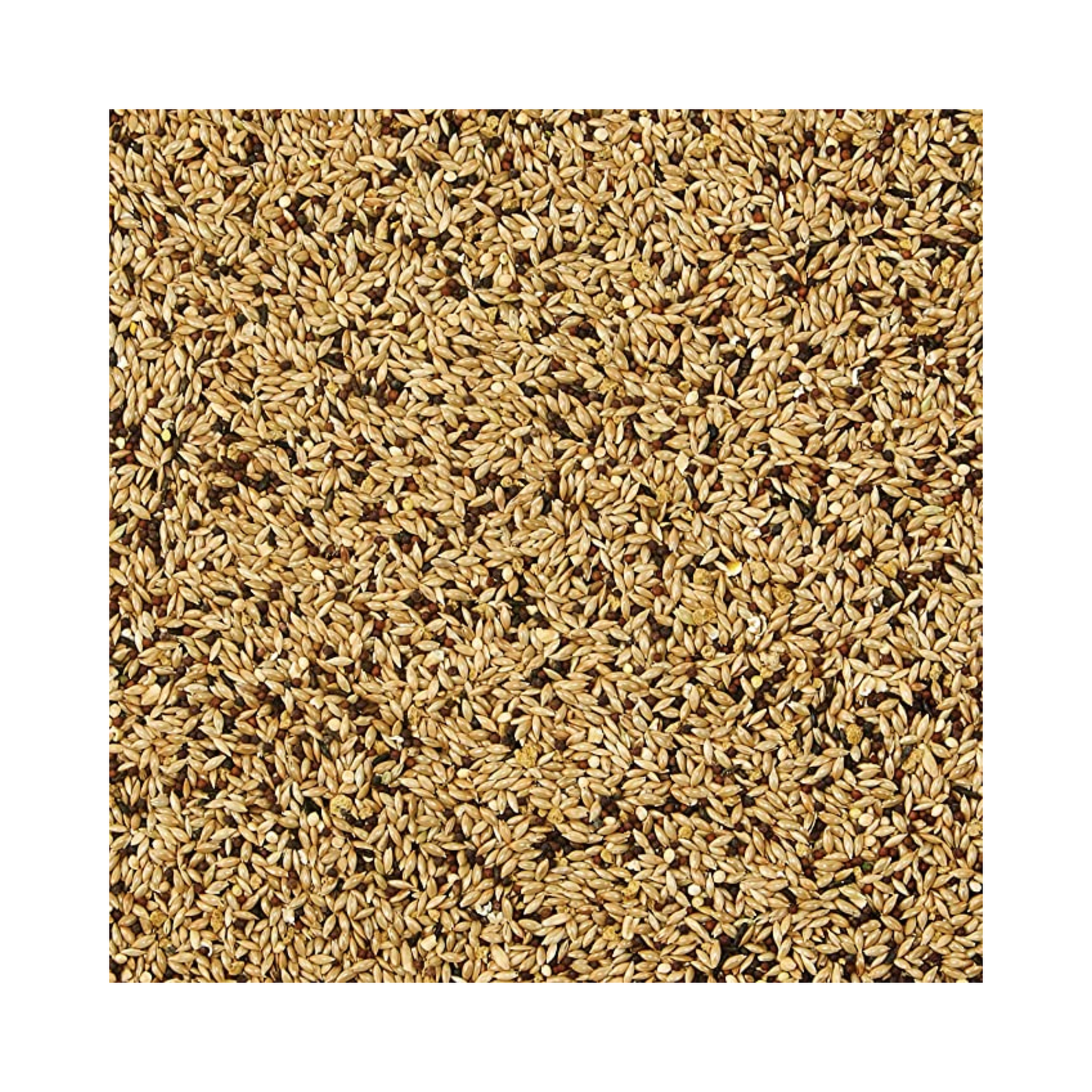 alimento para canarios amarillos