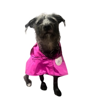 Naughty Dog - Impermeable Para Lluvia Rosa - M