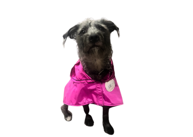 Naughty Dog - Impermeable Para Lluvia Rosa - M