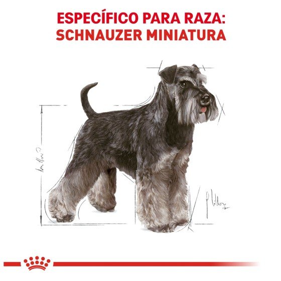 Royal Canin Perro Schnauzer Miniatura Adulto 4.5 Kg.