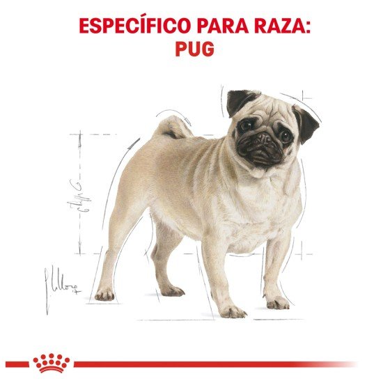 Royal Canin Perro Pug Adulto 4.5 Kg.