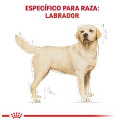 Royal Canin Perro Adulto Raza Labrador Retriever Croquetas 13.6 kg