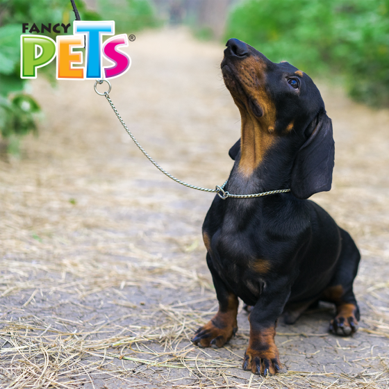 Fancy Pets Collar de Entrenamiento 40 cm 1.6 mm para Perro