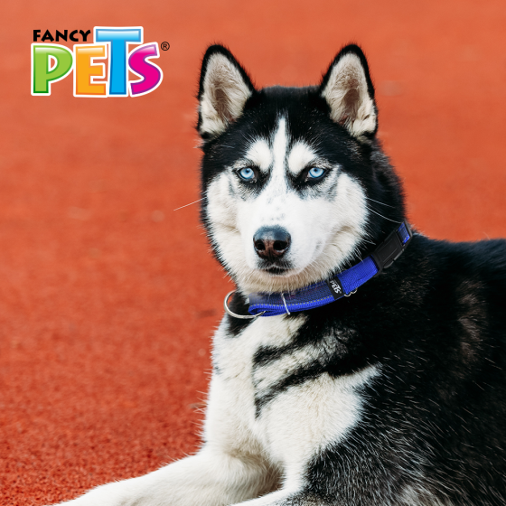 Fancy Pets Collar Grande Nylon con Bandas Reflejantes para Perro