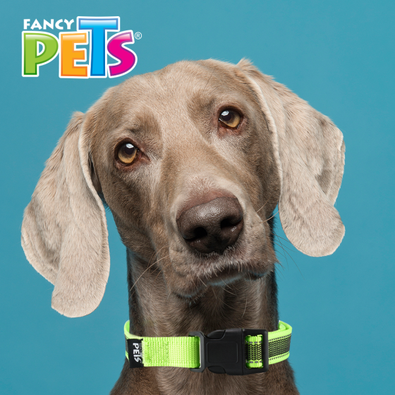 Fancy Pets Collar Grande de Nylon con Bandas Reflejantes para Perro