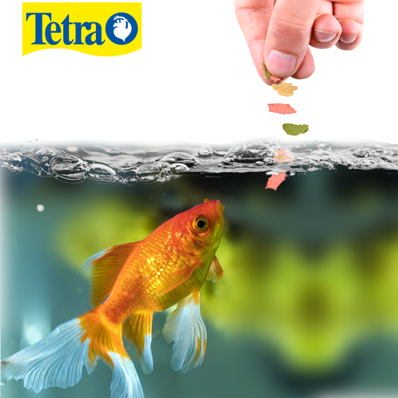 Tetrafin Goldfish Flakes Alimento para Peces 200 Gr.