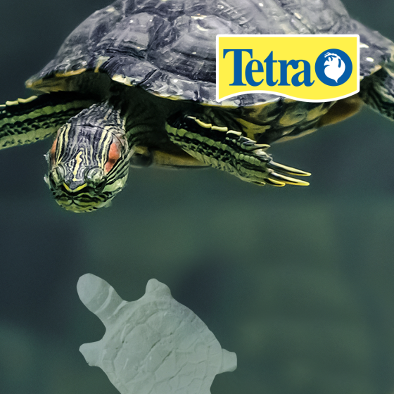 ReptoGuard para Tortugas, Reptiles y Anfibios, Tetra