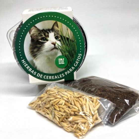 Rutina Verde Avena, Hierbas de Cereales para Gatos, Golden Dog