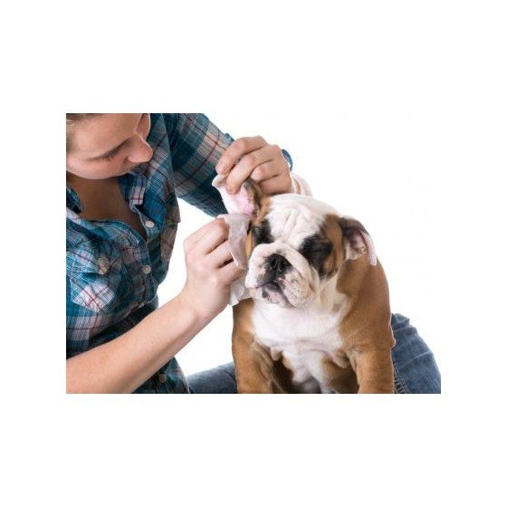 Líquido Limpiador de Oídos para Perros y Gatos 115 Ml., Golden Dog