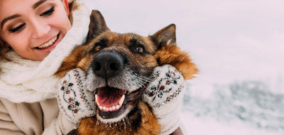 Los perros sienten frío