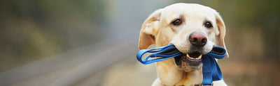 Viajar con Perro: Requisitos, Consejos y Todo lo que Debes Saber