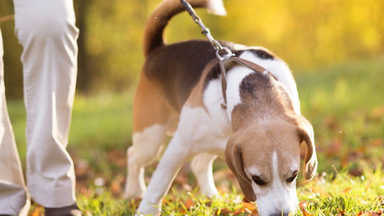 Consejos para Pasear a tu Perro: Una Guía Completa para Propietarios