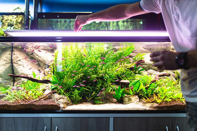 Errores comunes al alimentar a peces y tortugas