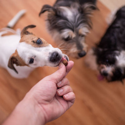 Protección Integral contra Pulgas en Perros