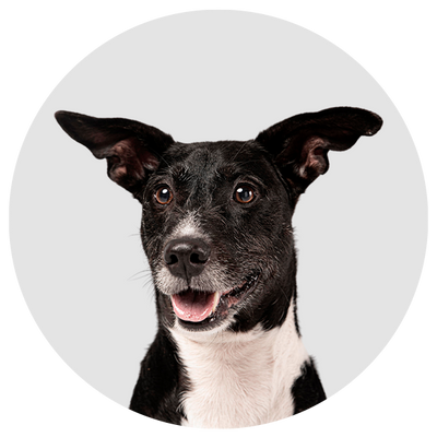 8 productos que tu canino puede necesitar para una vida más sana y feliz