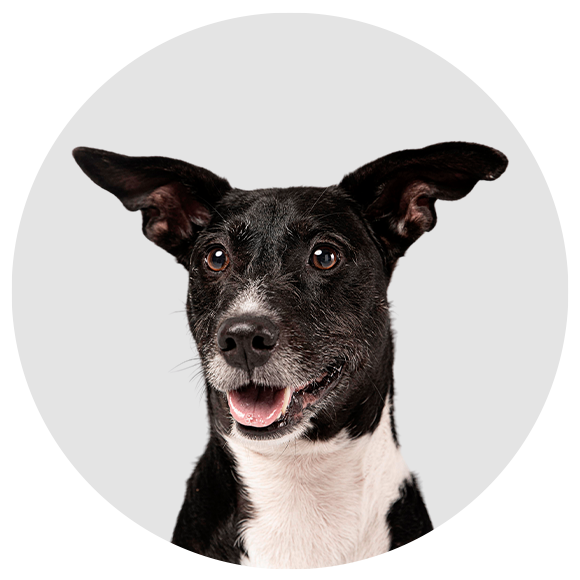 8 productos que tu canino puede necesitar para una vida más sana y feliz