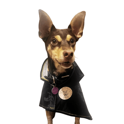 ¿Cómo tapar a mi perro de la lluvia?