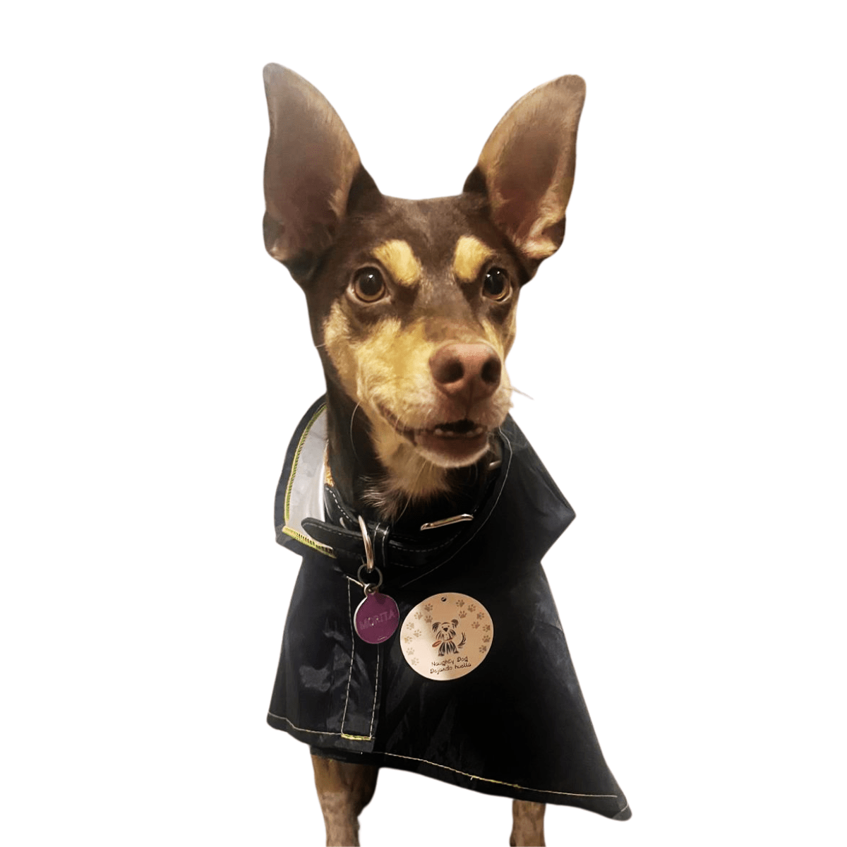 ¿Cómo tapar a mi perro de la lluvia?