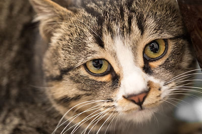 Infección de ojos en gatos