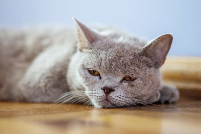 Insuficiencia renal en gatos: síntomas, alimentación y cuidados