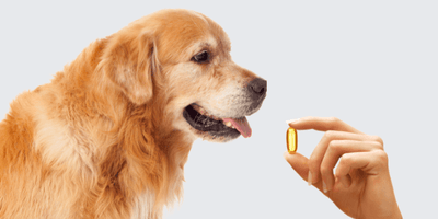 ¿Le puedo dar omega 3 de humano a mi perro?